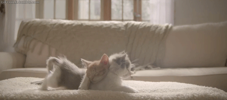 Cream kitten & White Cat