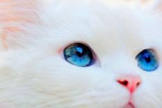 White Cat