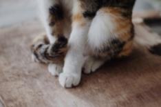Calico Cat