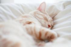 Cream kitten