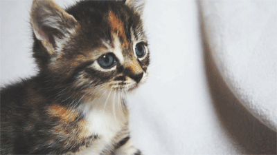 Calico Kitten