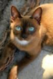 Kyrios ♂